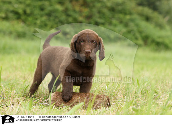 Chesapeake Bay Retriever Welpen / Chesapeake Bay Retriever Puppies / KL-14641