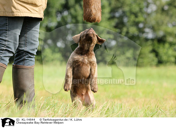 Chesapeake Bay Retriever Welpen / Chesapeake Bay Retriever Puppies / KL-14644