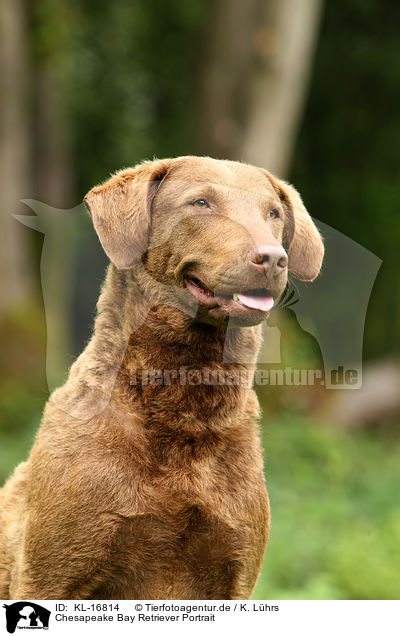 Chesapeake Bay Retriever Portrait / KL-16814