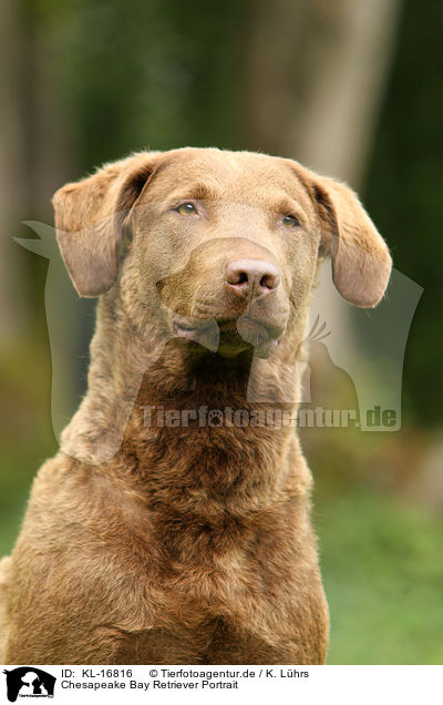 Chesapeake Bay Retriever Portrait / KL-16816