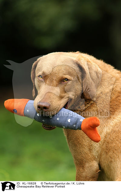 Chesapeake Bay Retriever Portrait / KL-16828