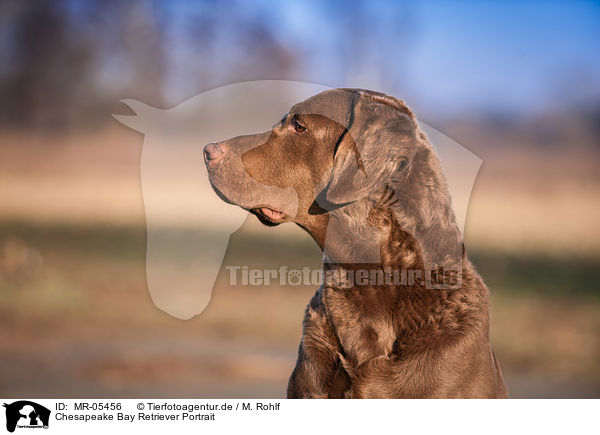 Chesapeake Bay Retriever Portrait / MR-05456