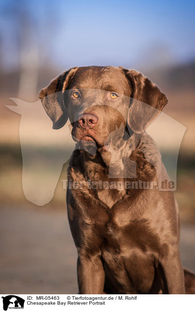 Chesapeake Bay Retriever Portrait / MR-05463