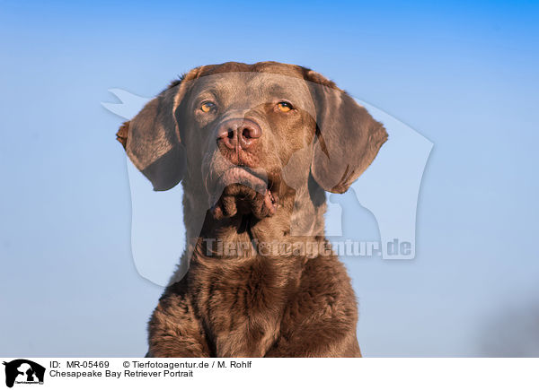Chesapeake Bay Retriever Portrait / MR-05469