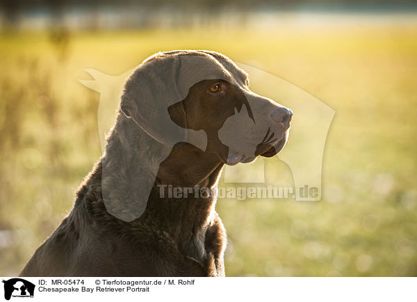 Chesapeake Bay Retriever Portrait / MR-05474