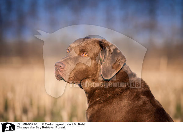 Chesapeake Bay Retriever Portrait / MR-05490