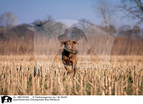 apportierender Chesapeake Bay Retriever / MR-05494