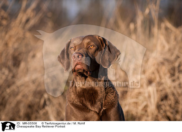 Chesapeake Bay Retriever Portrait / Chesapeake Bay Retriever Portrait / MR-05506