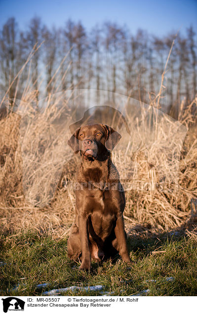 sitzender Chesapeake Bay Retriever / sitting Chesapeake Bay Retriever / MR-05507