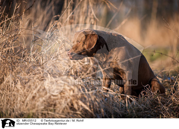 sitzender Chesapeake Bay Retriever / MR-05512