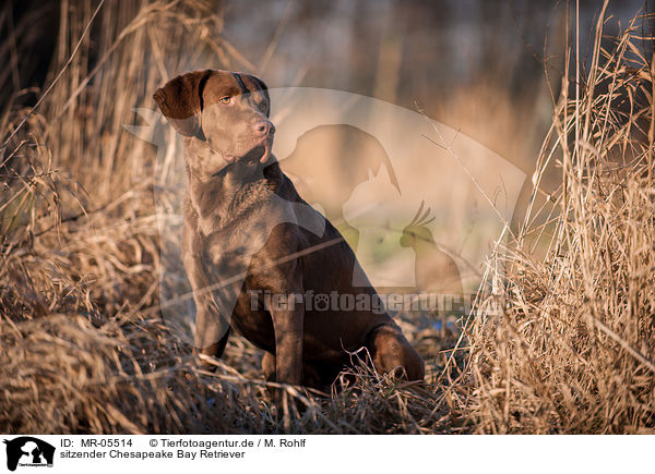 sitzender Chesapeake Bay Retriever / sitting Chesapeake Bay Retriever / MR-05514