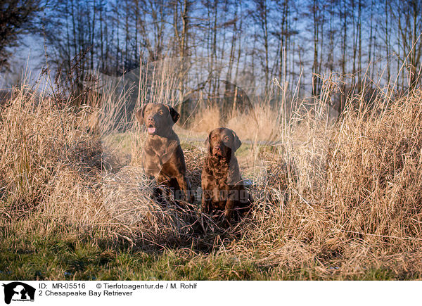 2 Chesapeake Bay Retriever / 2 Chesapeake Bay Retriever / MR-05516