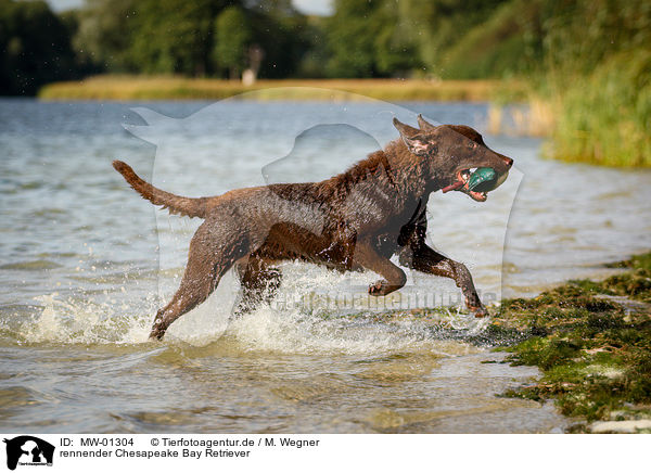 rennender Chesapeake Bay Retriever / MW-01304
