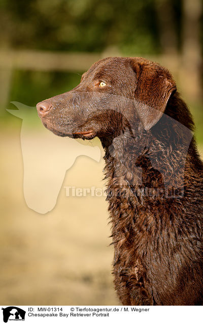 Chesapeake Bay Retriever Portrait / MW-01314