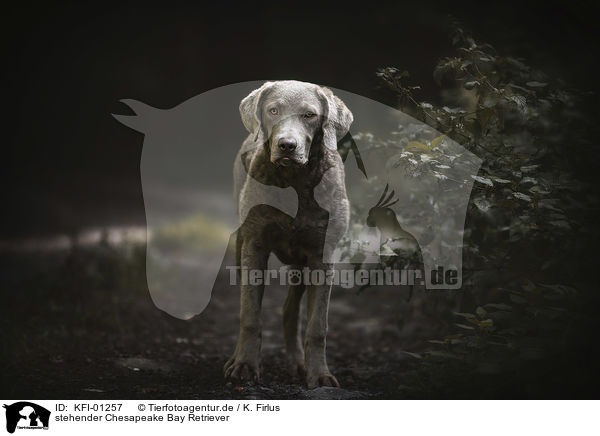 stehender Chesapeake Bay Retriever / KFI-01257