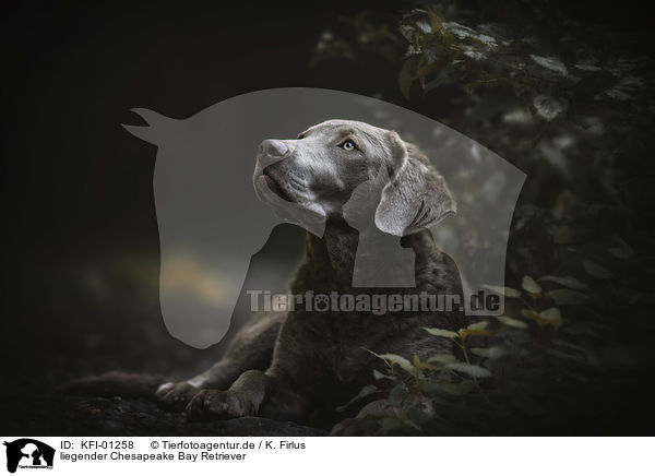 liegender Chesapeake Bay Retriever / KFI-01258