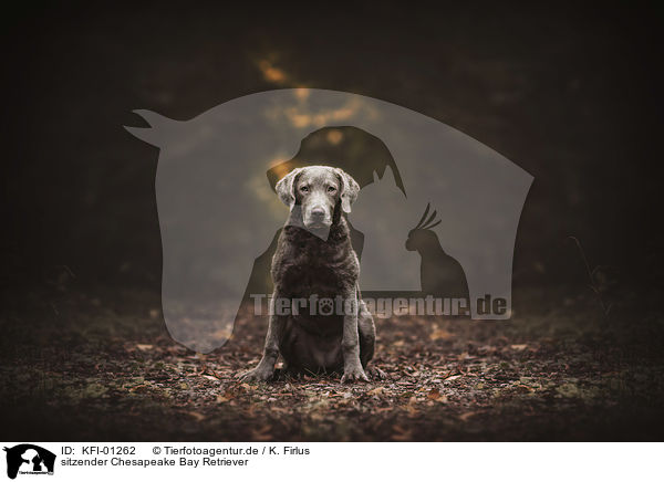 sitzender Chesapeake Bay Retriever / KFI-01262