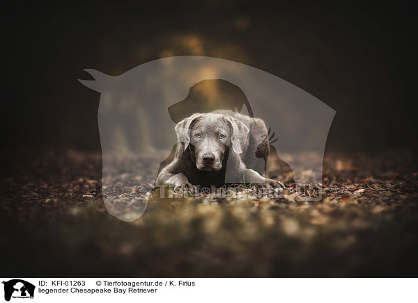 liegender Chesapeake Bay Retriever / KFI-01263