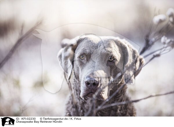 Chesapeake Bay Retriever Hndin / KFI-02230