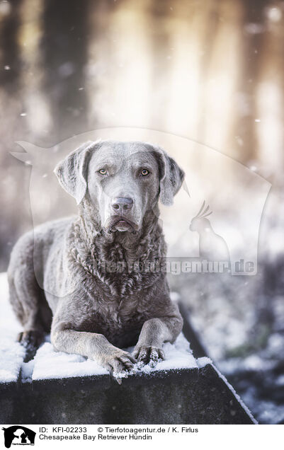 Chesapeake Bay Retriever Hndin / KFI-02233