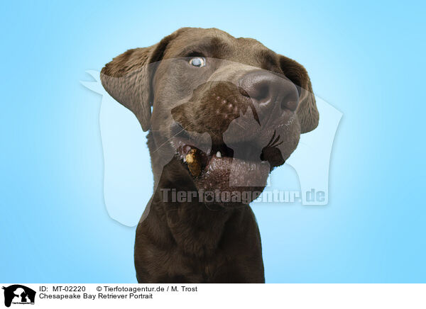 Chesapeake Bay Retriever Portrait / MT-02220