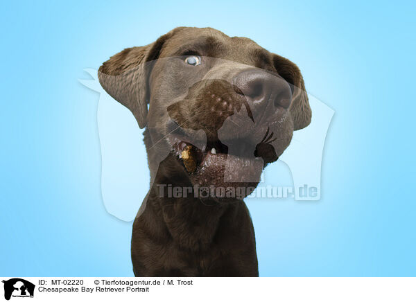 Chesapeake Bay Retriever Portrait / Chesapeake Bay Retriever Portrait / MT-02220