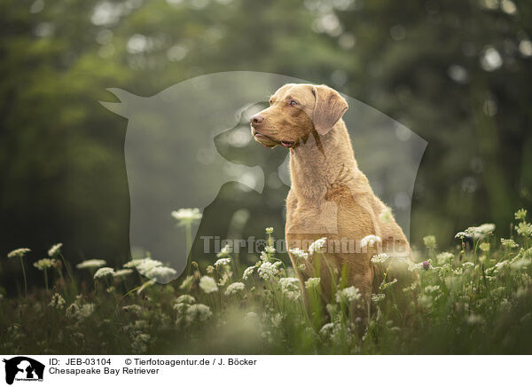 Chesapeake Bay Retriever / JEB-03104