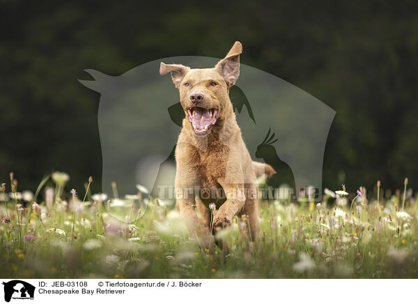 Chesapeake Bay Retriever / JEB-03108