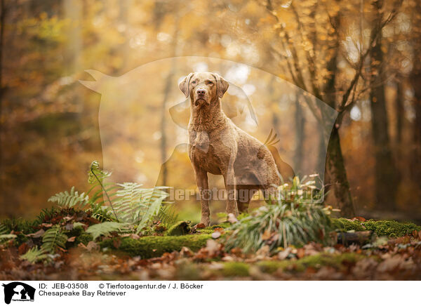 Chesapeake Bay Retriever / JEB-03508