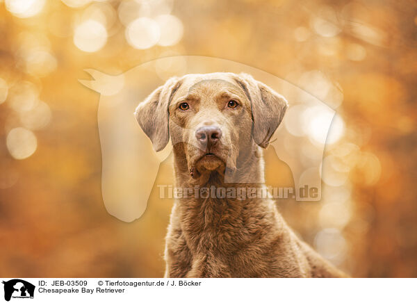 Chesapeake Bay Retriever / JEB-03509