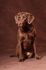 Chesapeake Bay Retriever