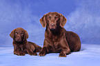 Chesapeake Bay Retriever