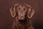 Chesapeake Bay Retriever Portrait