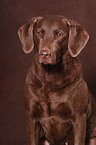 Chesapeake Bay Retriever Portrait