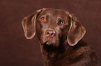 Chesapeake Bay Retriever Portrait