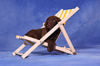 Chesapeake Bay Retriever