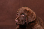 Chesapeake Bay Retriever Portrait