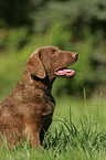 Chesapeake Bay Retriever Welpe