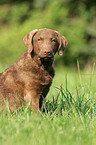 Chesapeake Bay Retriever Welpe