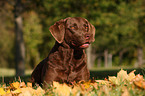 Chesapeake Bay Retriever