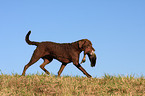 Chesapeake Bay Retriever bei der Jagd