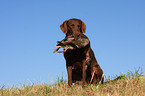 Chesapeake Bay Retriever bei der Jagd