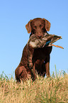 Chesapeake Bay Retriever bei der Jagd