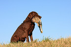 Chesapeake Bay Retriever bei der Jagd