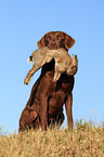 Chesapeake Bay Retriever bei der Jagd