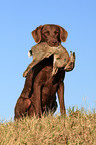 Chesapeake Bay Retriever bei der Jagd