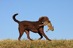 Chesapeake Bay Retriever bei der Jagd