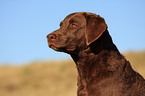 Chesapeake Bay Retriever Portrait