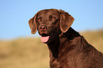 Chesapeake Bay Retriever Portrait