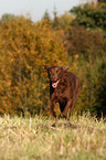 Chesapeake Bay Retriever bei der Jagd